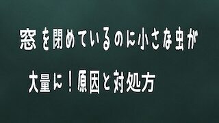 窓を閉めているのに虫がはいってくる 原因と対処法 ほしこログ